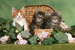 katzenfotos maine_coon