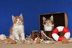 katzenfotos maine_coon