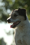 hundefotos parson_russell_terrier
