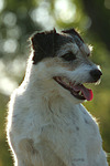 hundefotos parson_russell_terrier