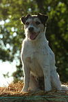 hundefotos parson_russell_terrier
