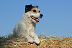 hundefotos parson_russell_terrier