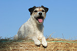 hundefotos parson_russell_terrier