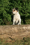 hundefotos parson_russell_terrier