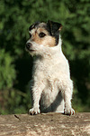 hundefotos parson_russell_terrier