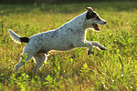 hundefotos parson_russell_terrier