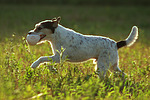 hundefotos parson_russell_terrier