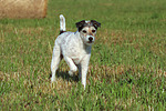 hundefotos parson_russell_terrier