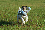 hundefotos parson_russell_terrier