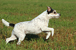 hundefotos parson_russell_terrier