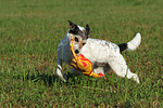 hundefotos parson_russell_terrier