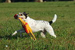 hundefotos parson_russell_terrier