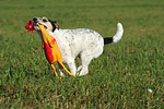 hundefotos parson_russell_terrier