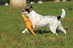 hundefotos parson_russell_terrier