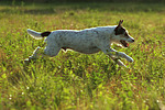 hundefotos parson_russell_terrier