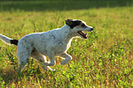 hundefotos parson_russell_terrier