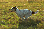 hundefotos parson_russell_terrier