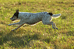 hundefotos parson_russell_terrier