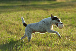 hundefotos parson_russell_terrier