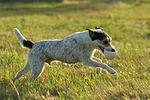 hundefotos parson_russell_terrier