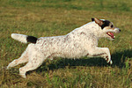 hundefotos parson_russell_terrier