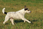 hundefotos parson_russell_terrier