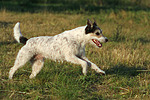 hundefotos parson_russell_terrier