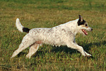 hundefotos parson_russell_terrier