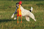 hundefotos parson_russell_terrier