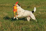 hundefotos parson_russell_terrier
