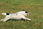 hundefotos parson_russell_terrier