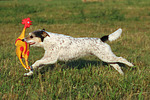 hundefotos parson_russell_terrier