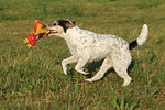 hundefotos parson_russell_terrier