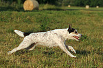 hundefotos parson_russell_terrier