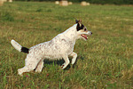 hundefotos parson_russell_terrier