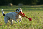 hundefotos parson_russell_terrier