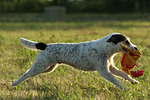 hundefotos parson_russell_terrier