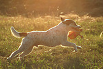 hundefotos parson_russell_terrier