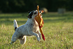 hundefotos parson_russell_terrier