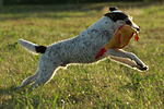 hundefotos parson_russell_terrier