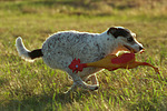 hundefotos parson_russell_terrier