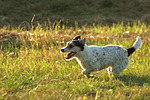 hundefotos parson_russell_terrier