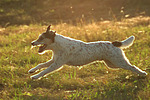 hundefotos parson_russell_terrier
