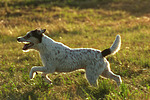 hundefotos parson_russell_terrier