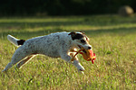 hundefotos parson_russell_terrier