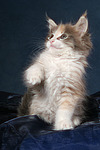 katzenfotos maine_coon