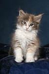 katzenfotos maine_coon
