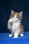 katzenfotos maine_coon