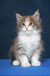 katzenfotos maine_coon