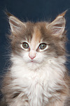 katzenfotos maine_coon